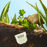 Wild Honey & Cactus Flower Natural Deodorant Refill 40g